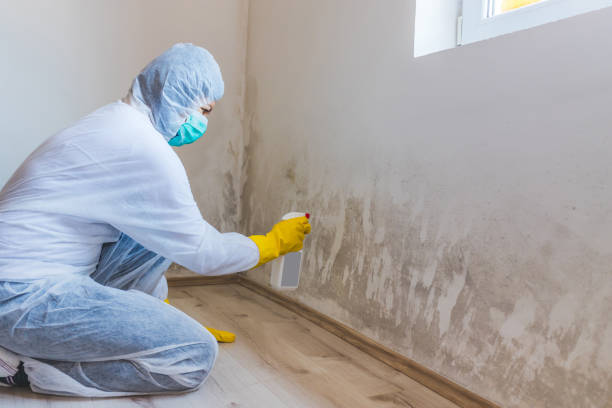Licensed Mold Inspection service in Stephenson, VA - WQB Mold Removal